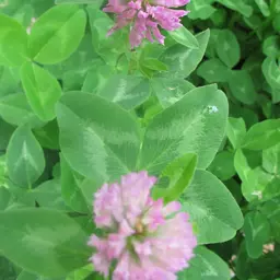 UFA_Mischungen mit Pastor.JPG