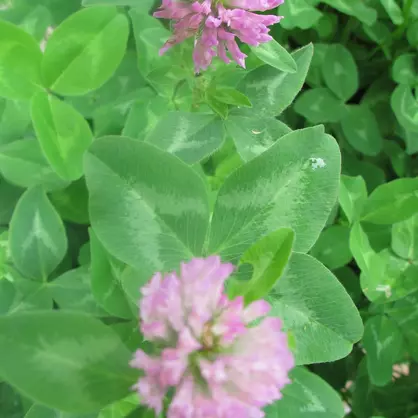 UFA_Mischungen mit Pastor.JPG