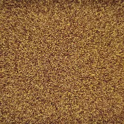 Weissklee grossblättrig (2).jpg