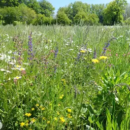 Salvia 1 an (10).JPG