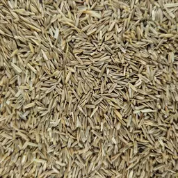 Italienisch Raigras (3).jpg