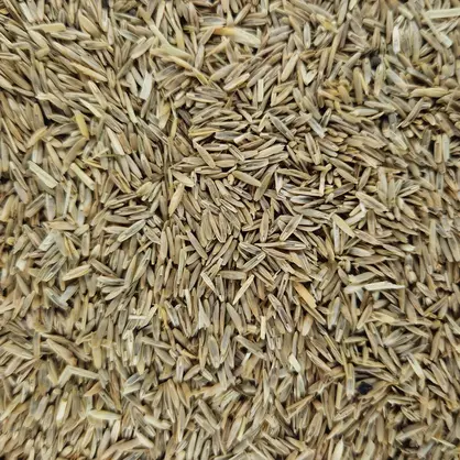 Italienisch Raigras (3).jpg