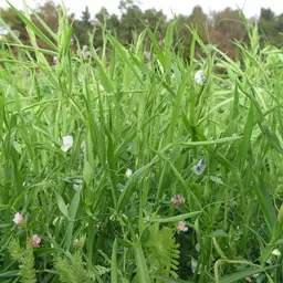 Saatplatterbsen Pflanze.jpg