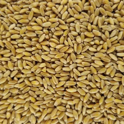 Hartweizen Elsadur.jpg