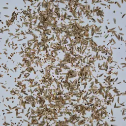 UFA Queen GOLD (1).jpg