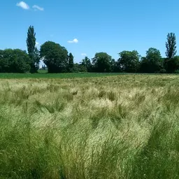 Kammgras Vermehrung.jpg