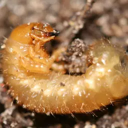 nemagreen_nematoden_gegen_engerlinge_im_zier-_und_sportrasen_6.jpg