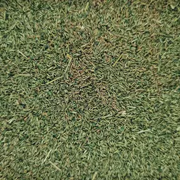 Wiesenrispe Highspeed (4).jpg