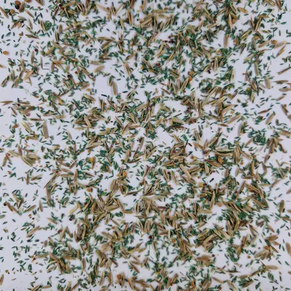 UFA 481 A HS (2).jpg