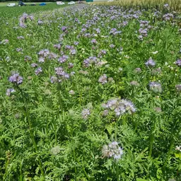 Nützlingsstreifen VV (2).jpg