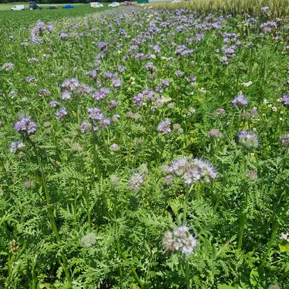 Nützlingsstreifen VV (2).jpg