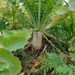 Ölrettich Structurator.jpg