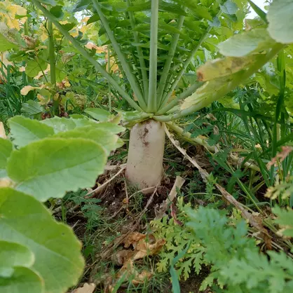 Ölrettich Structurator.jpg